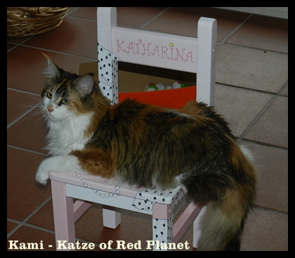 Kami Katze